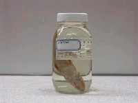 藏品(正顎鯒)的圖片